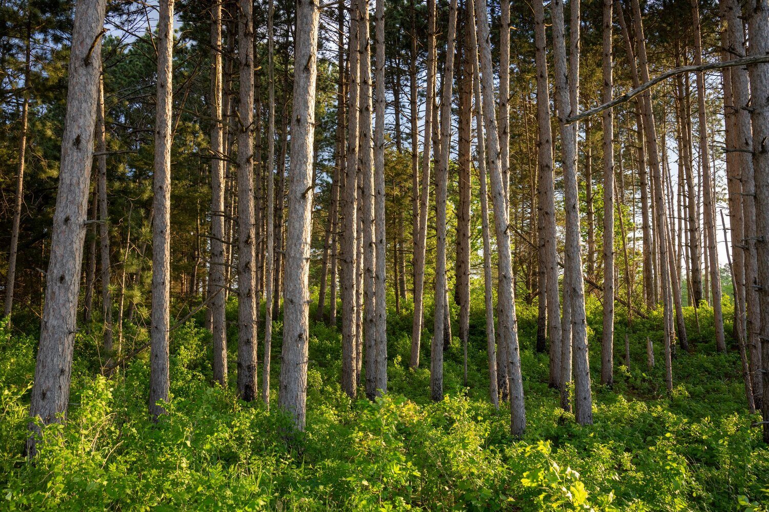A stand of mature pine timber with straight merchantable stems