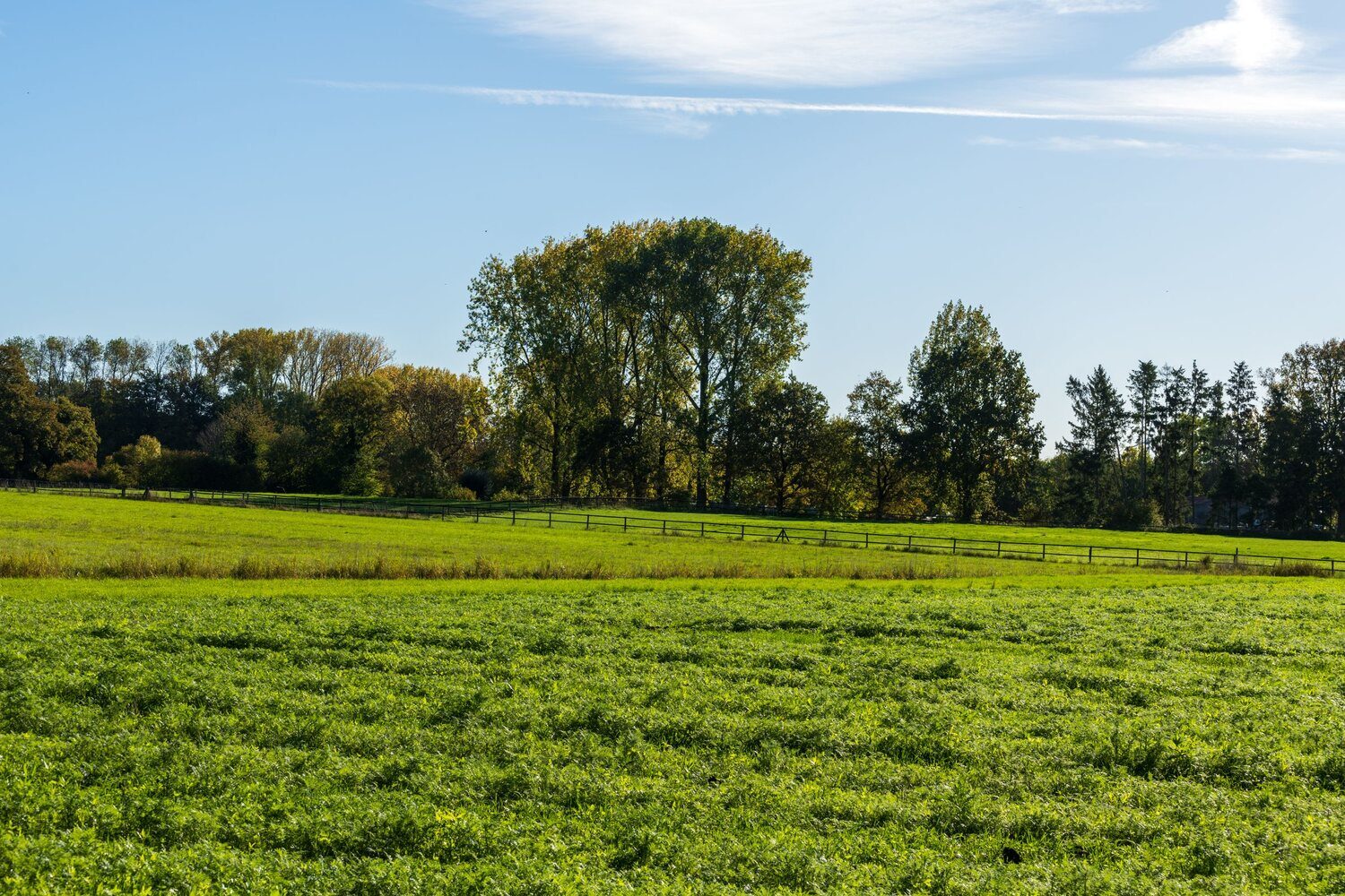 Open fenced pasture bordered by a treeline on rural acreage