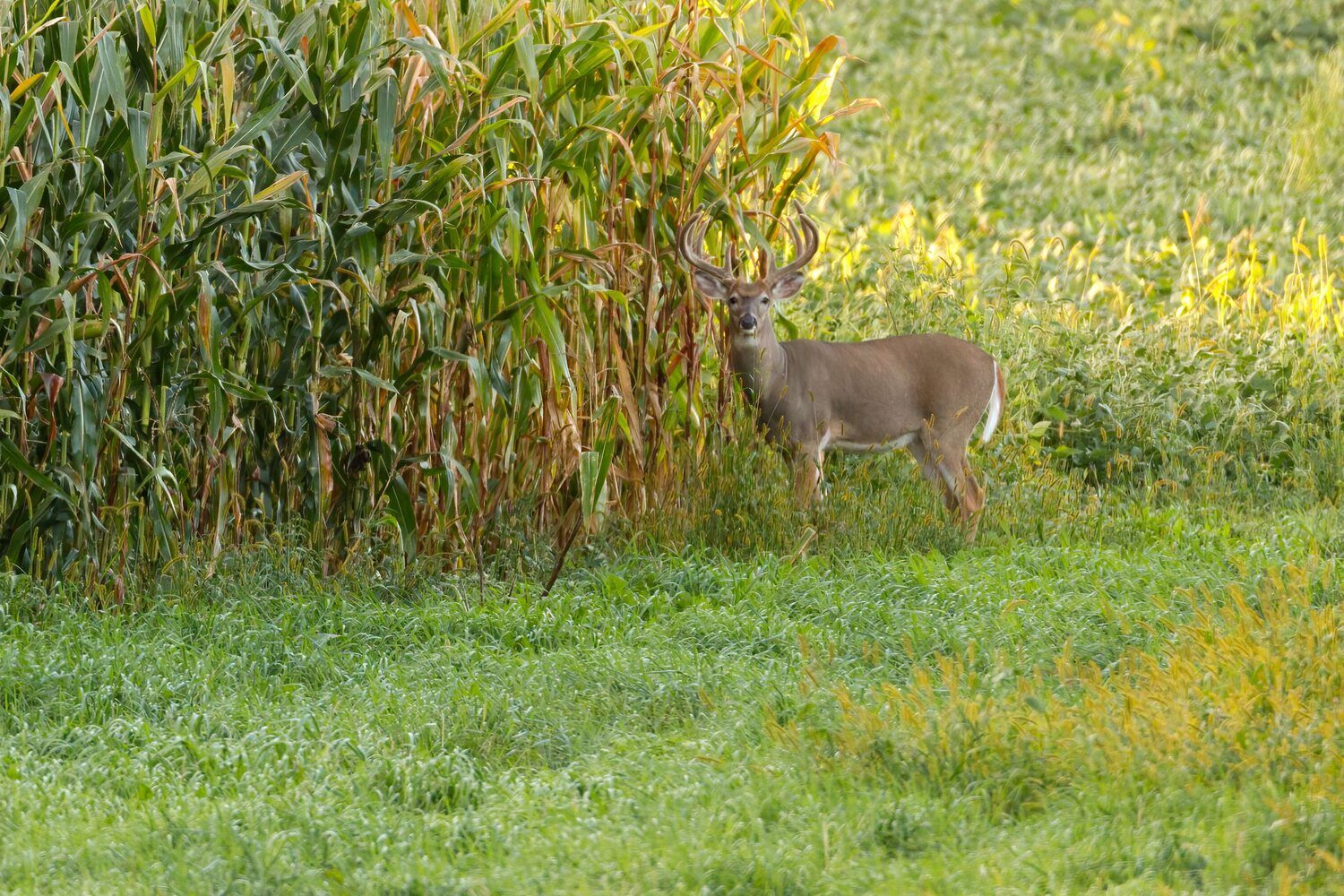 A whitetail buck at the edge of a standing corn field on hunting land