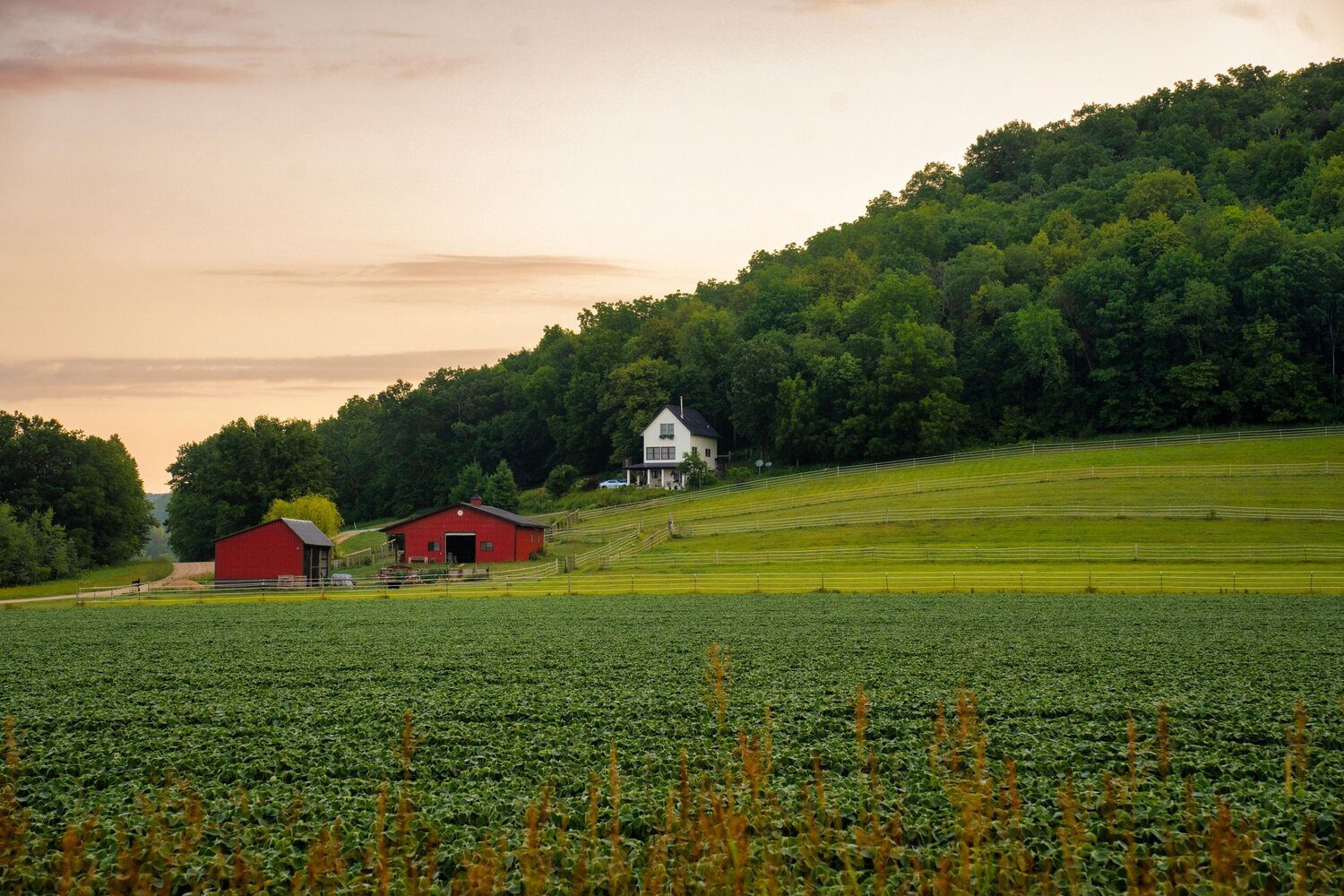 A working farm with a red barn and white farmhouse above a green crop field