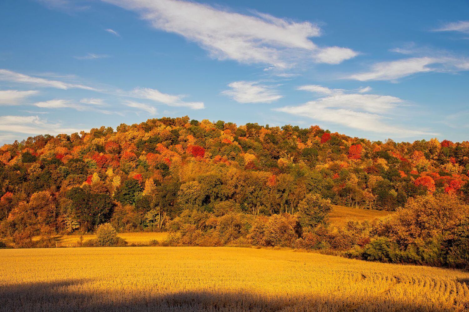 A harvested golden field below a hillside in full autumn colour