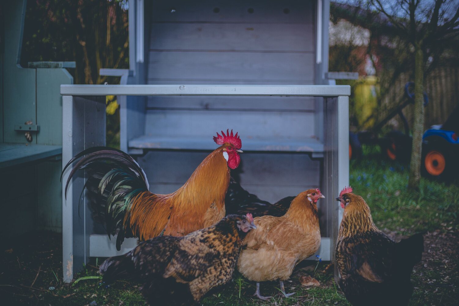 A rooster and hens outside a backyard chicken coop on a small homestead