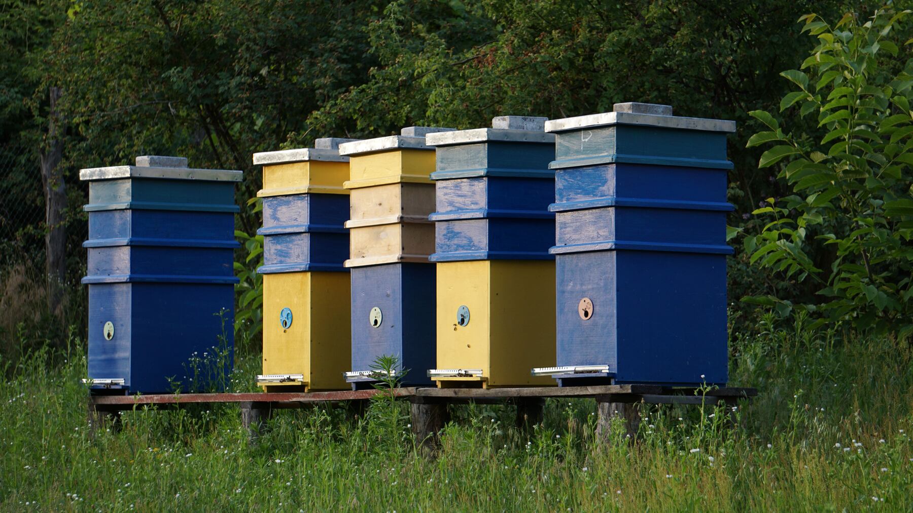 Beehives in a meadow on rural acreage