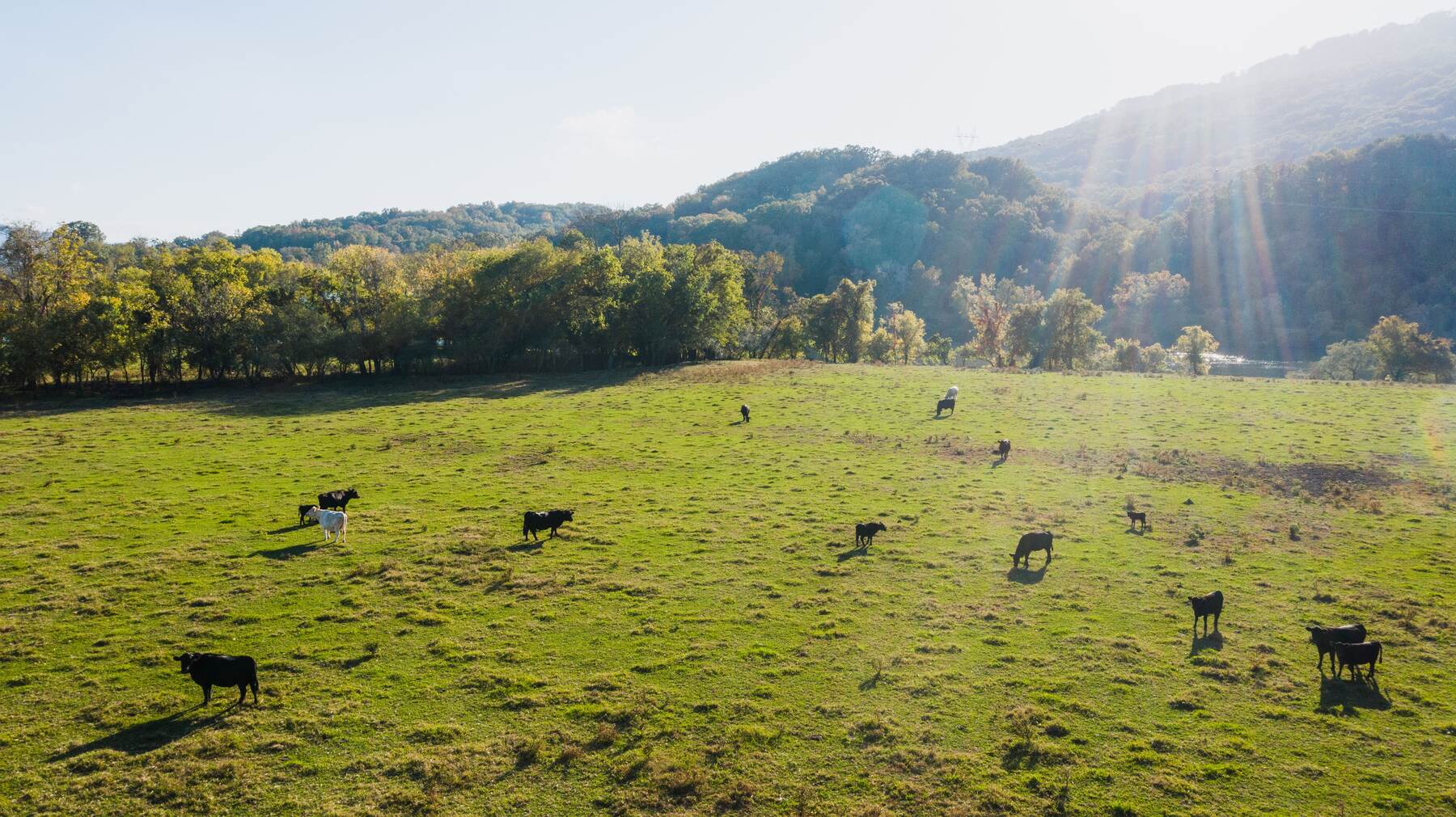 Cattle grazing on open pasture