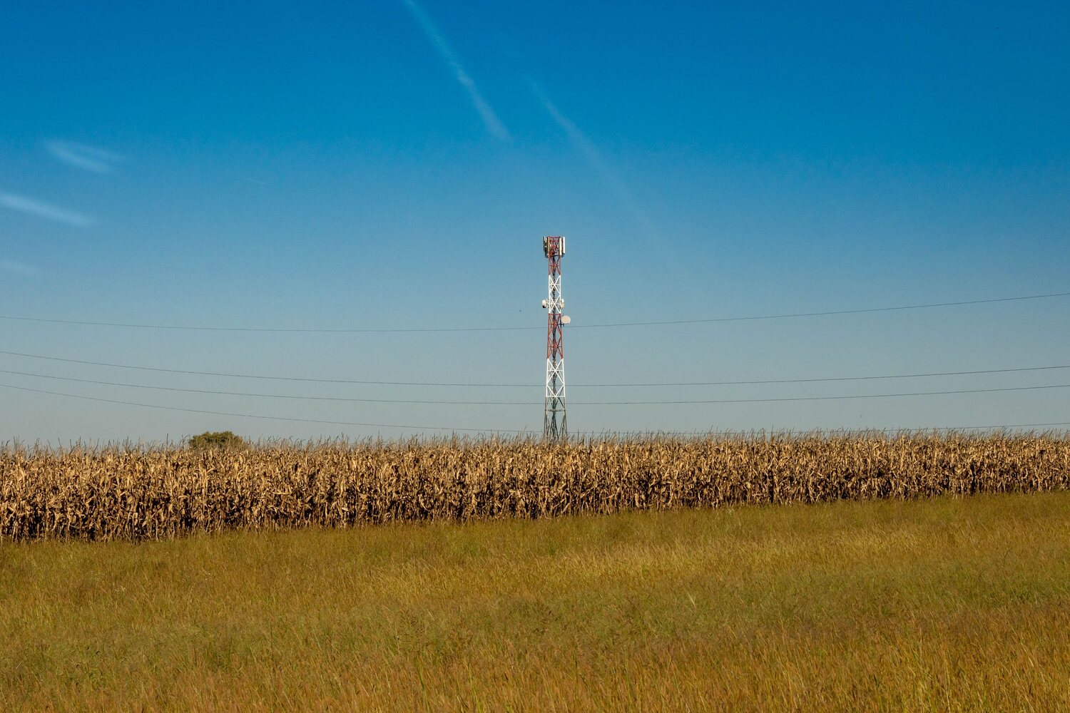 A cellular tower rising above a rural corn field, carrying rural internet service