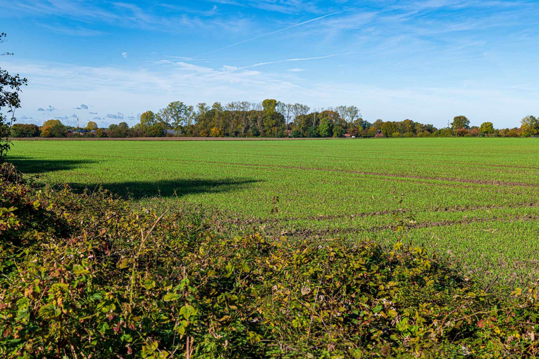 Cleared acreage planted in a green crop field