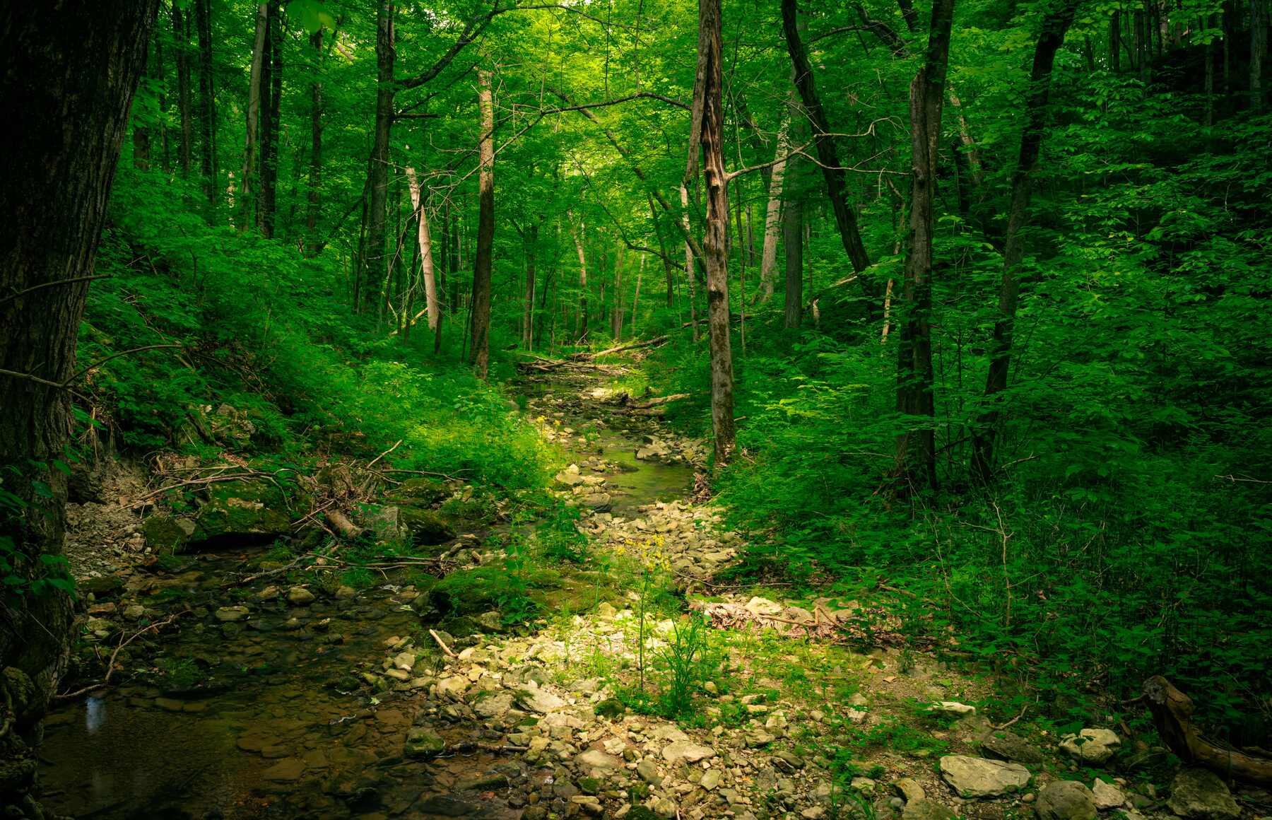 Creek running through wooded land, the kind of frontage buyers look for