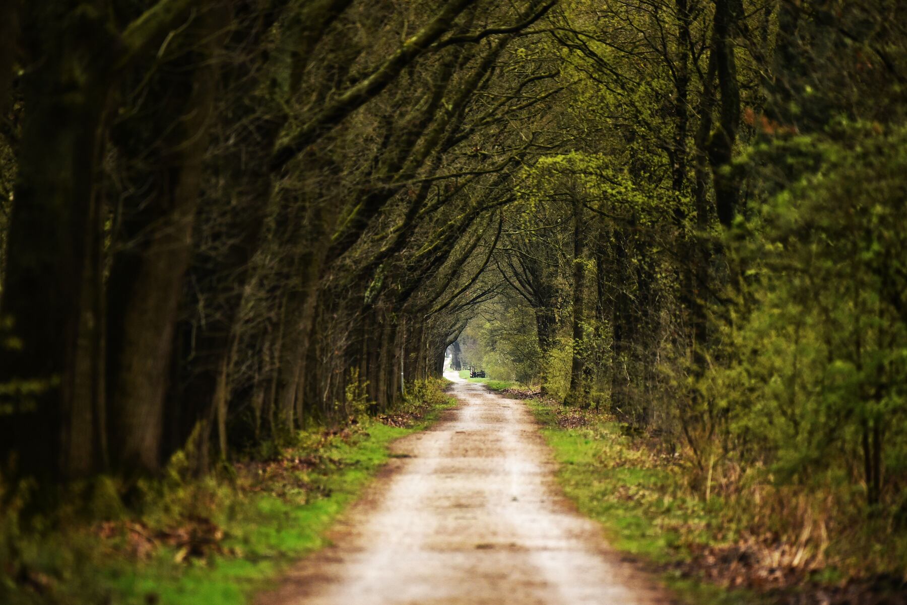 Dirt road running through a wooded tract
