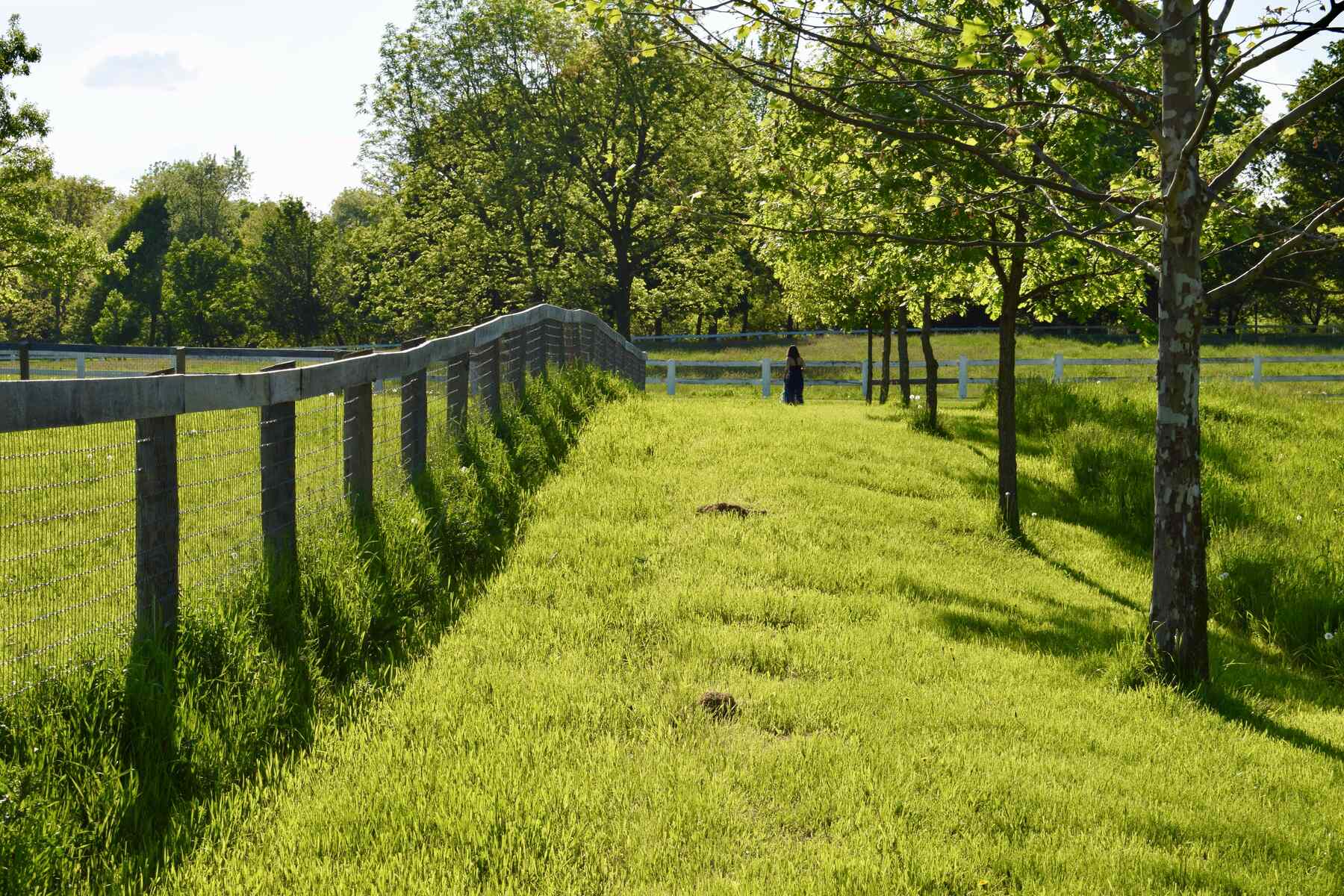 Fence line along open pasture shaded by hardwoods