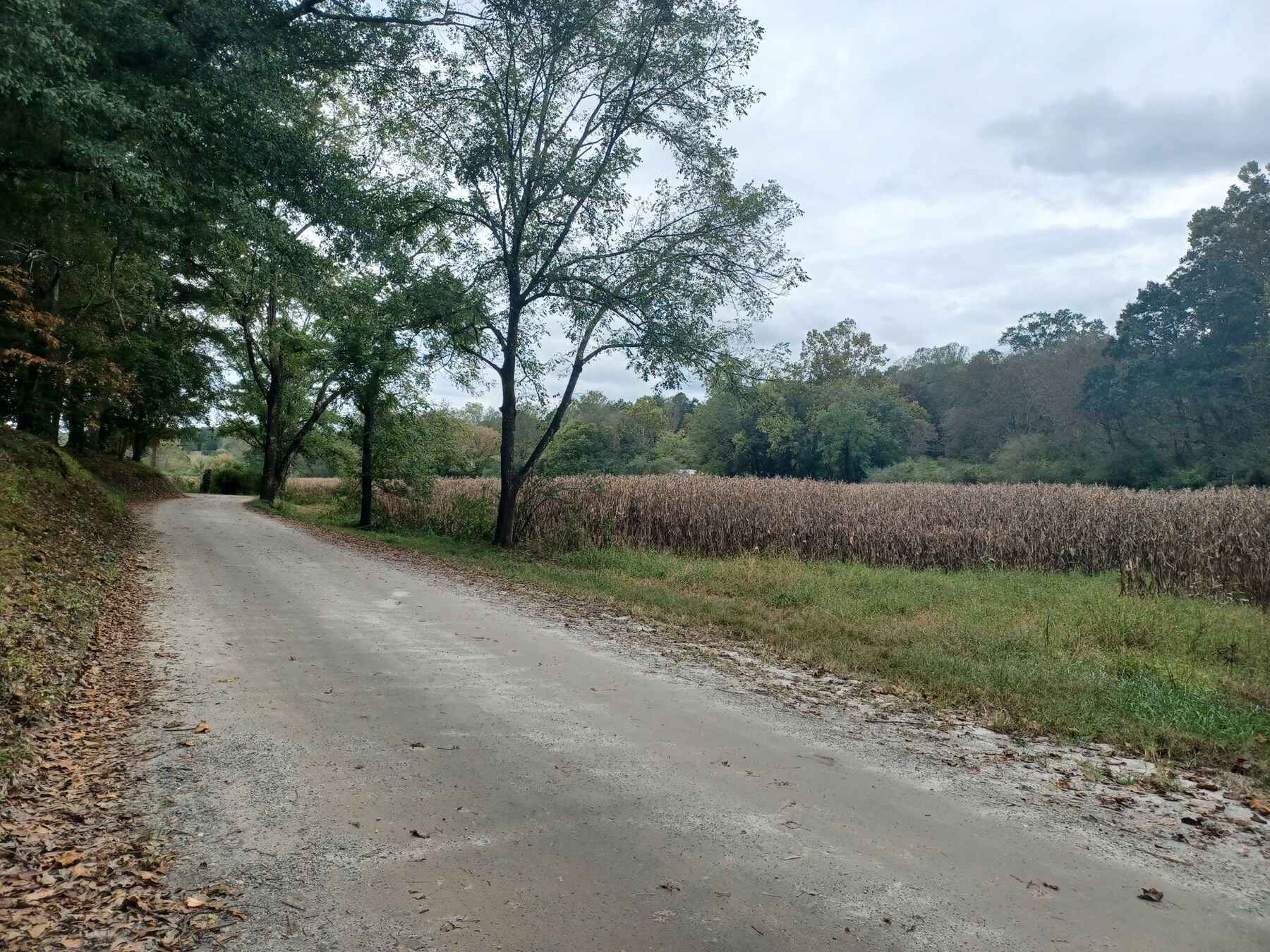 Gravel road running past a harvested cornfield and a line of hardwoods in North Georgia