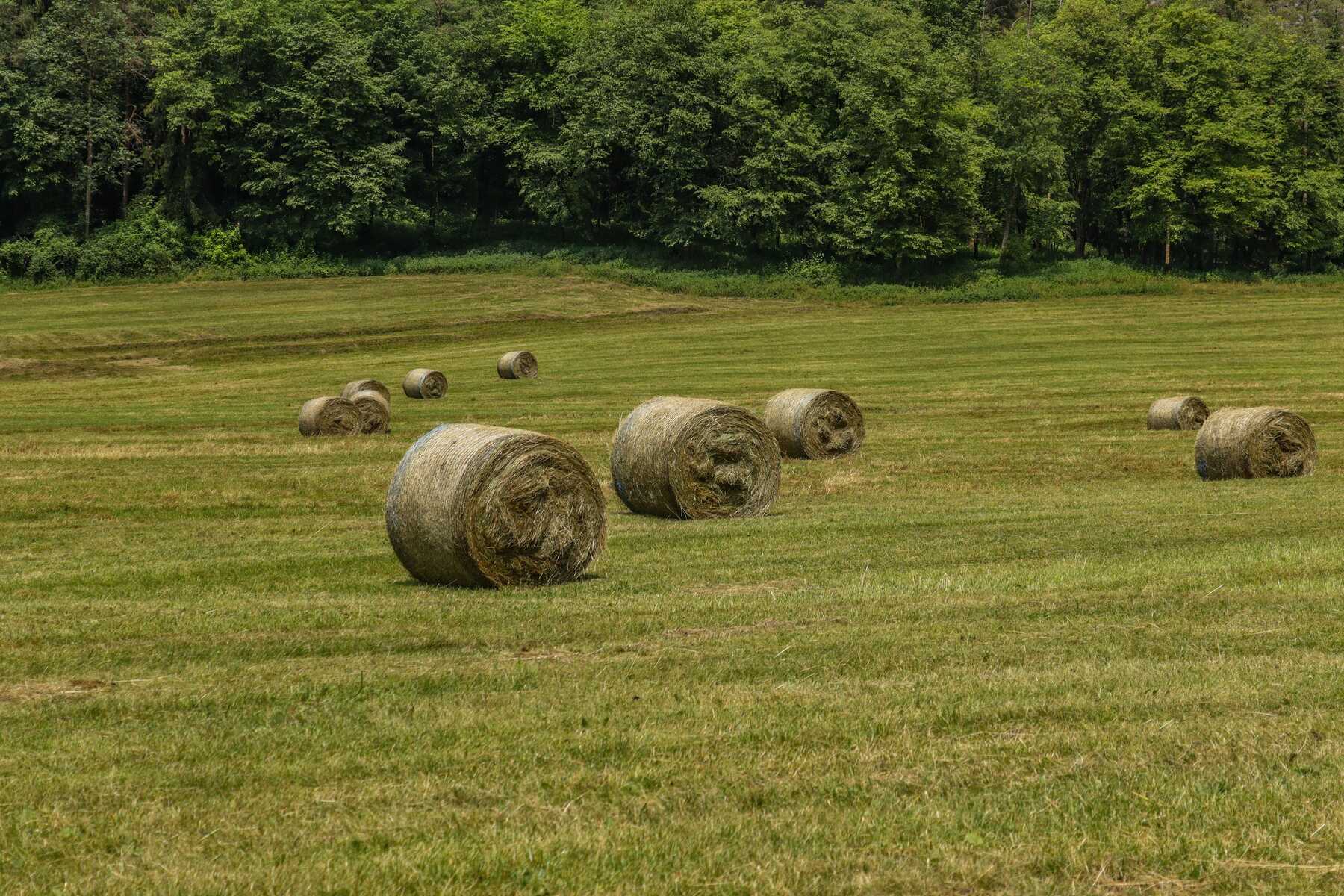 Round hay bales in a summer field