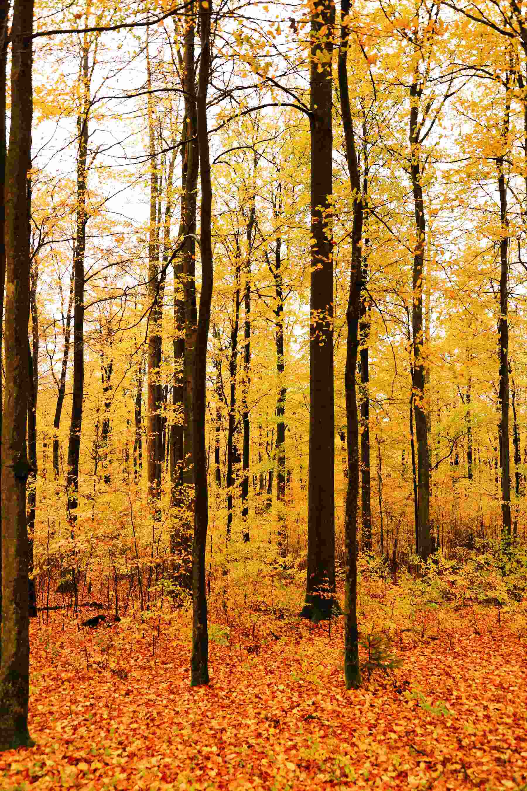 Hardwood woodland in autumn