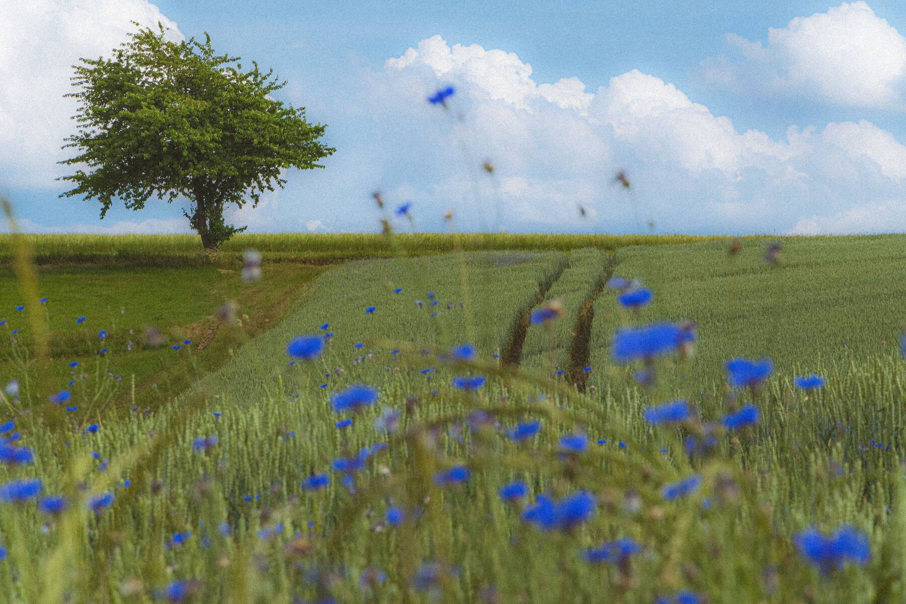 Wildflowers scattered across open meadow acreage