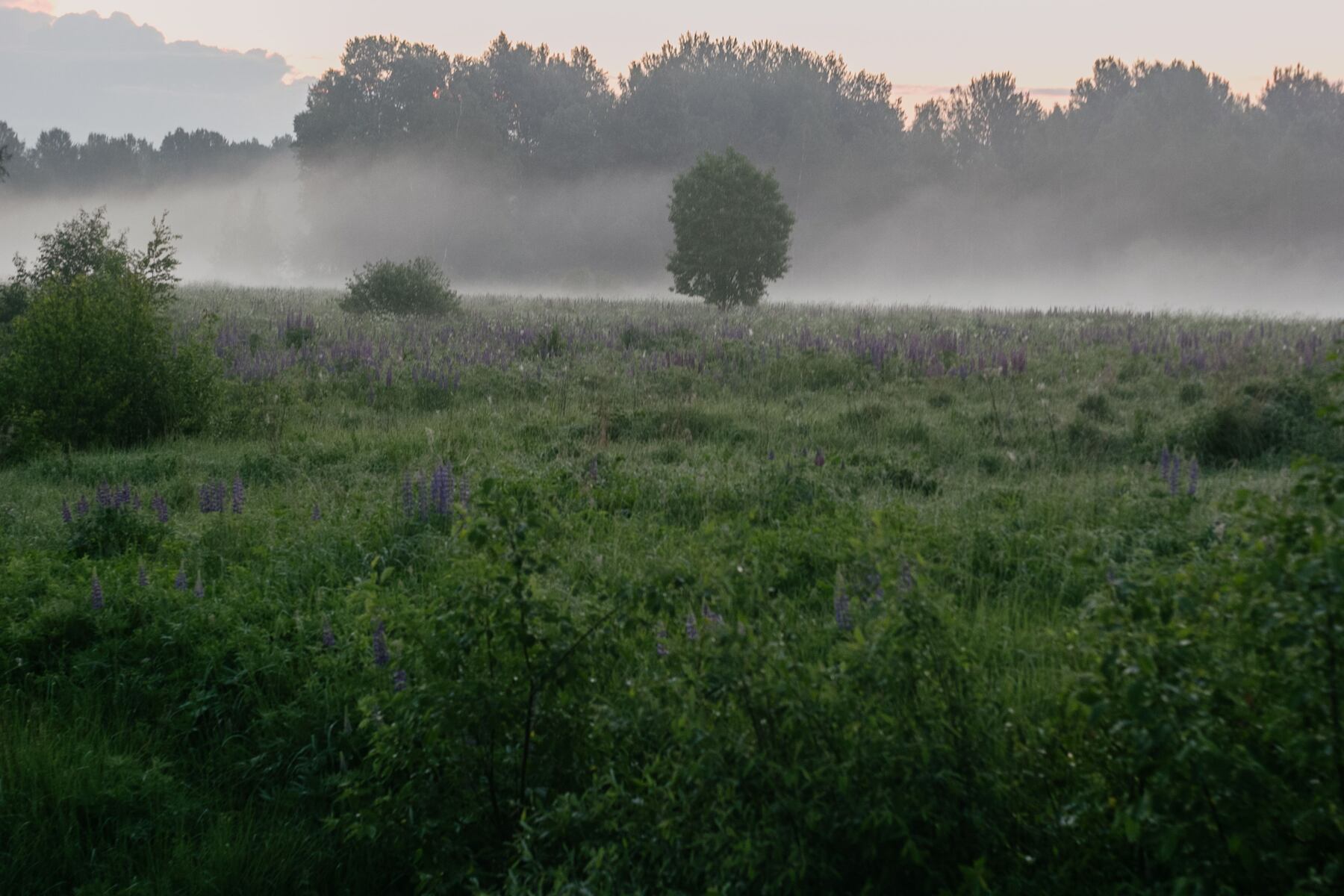 Morning fog lifting off an open field