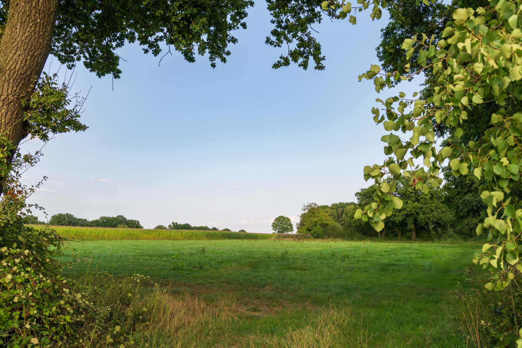 Open field bordered by a treeline, a potential homesite