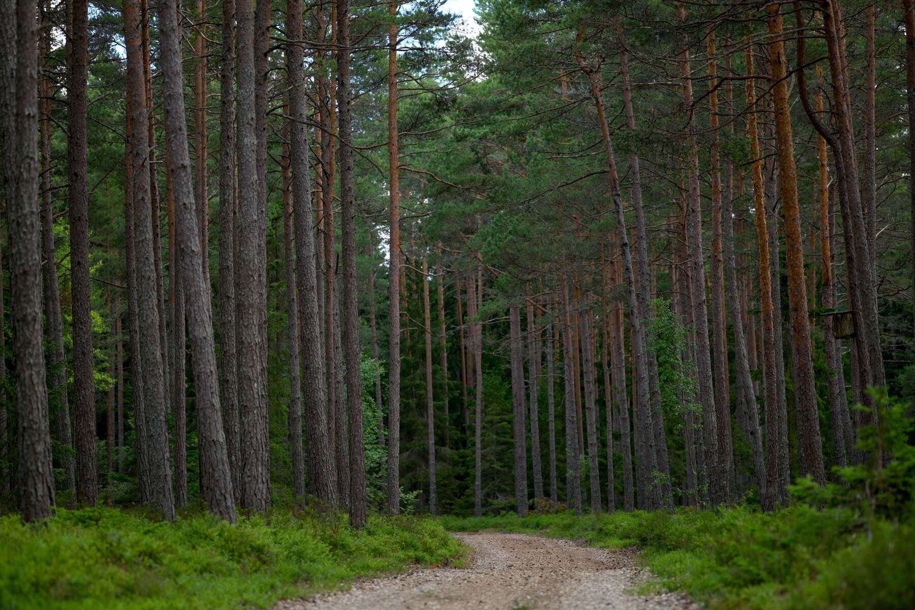 Tall pine timber stand