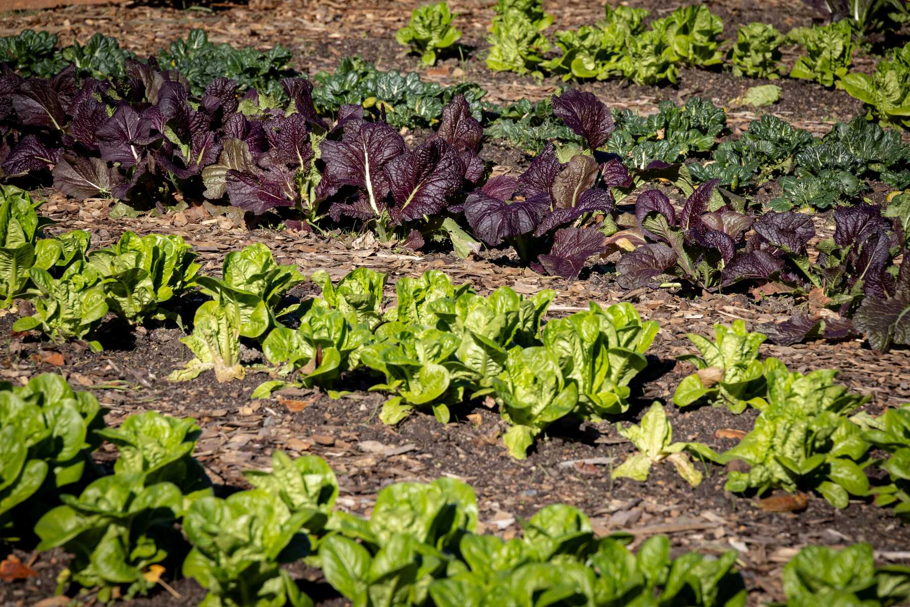 Rows of vegetables in a homestead garden