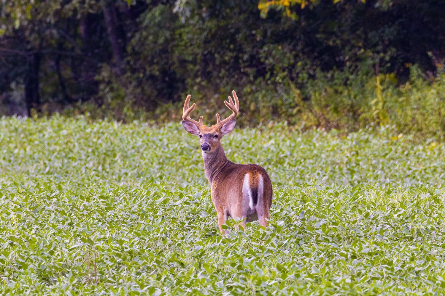 A whitetail buck standing in a green soybean food plot planted for wildlife